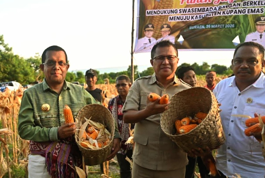 Gubernur NTT Panen Raya Jagung di Amarasi Selatan, Ajak Petani Terapkan Prinsip "Tapa Oke Ju"