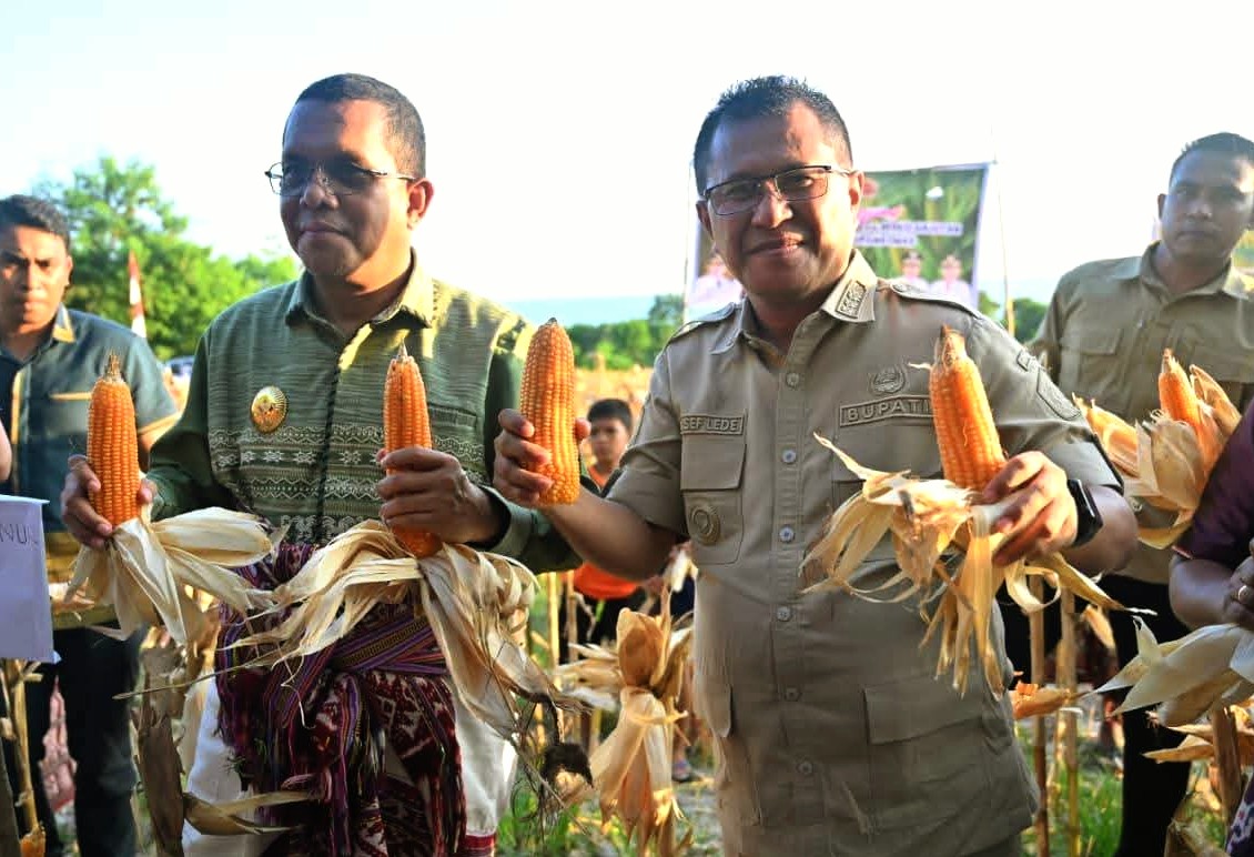Optimisme Swasembada Pangan dari Buraen, Bupati Kupang Jamin Harga Jagung Rp 6.400 Per Kilogram
