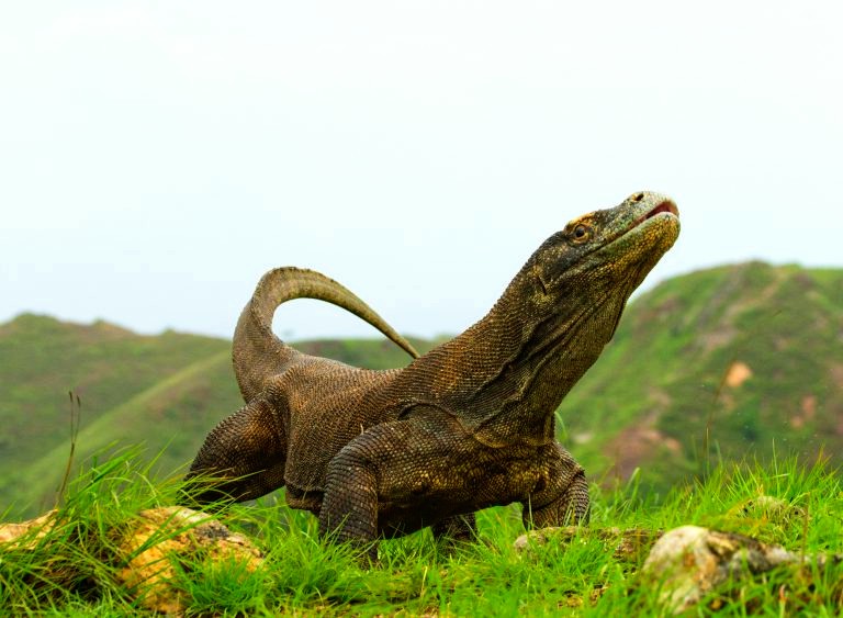 Kritik Kebijakan Kuota Wisata Komodo, WALHI NTT: Masyarakat Lokal Paling Rentan Kehilangan Penghidupan